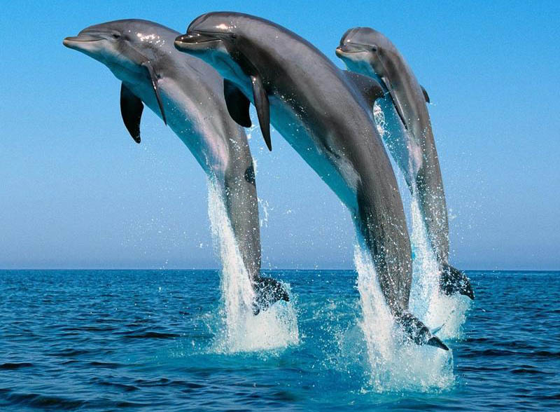 Gallery Dolphin